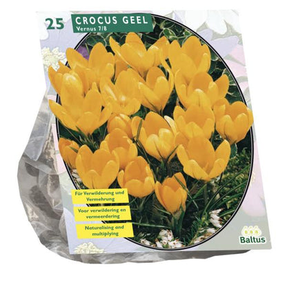 Crocus Grootbloemig, Geel - 25 stuks - Bloembollen