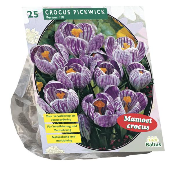 Crocus Grootbloemig, Gestreept - 25 stuks - Bloembollen