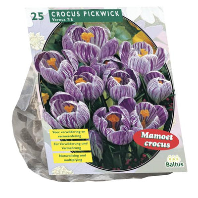 Crocus à grandes fleurs, rayé - 25 pièces
