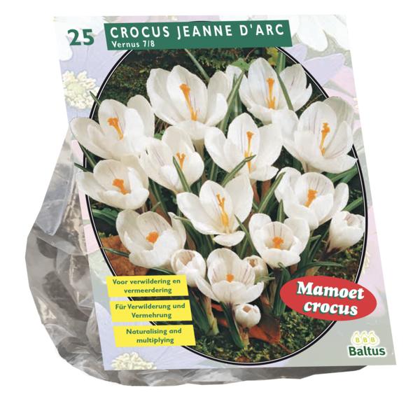 Crocus Grootbloemig, Wit - 25 stuks - Bloembollen