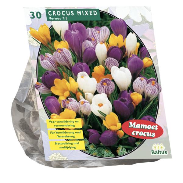 Crocus Grootbloemig, Mix - 30 stuks - Bloembollen