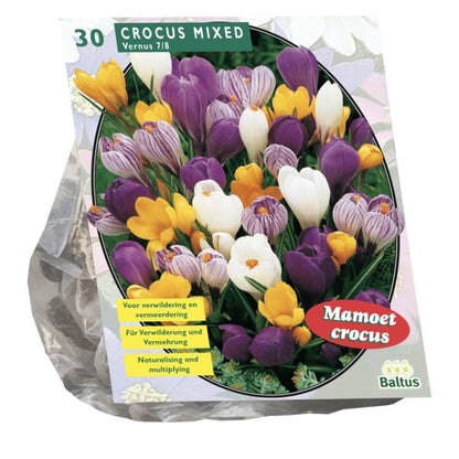 Crocus Grootbloemig, Mix - 30 stuks - Bloembollen