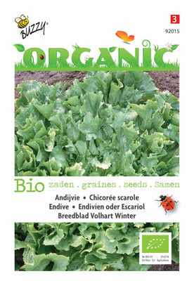 Endive à feuilles larges Volhart Winter (BIO)