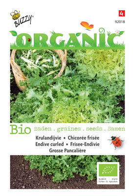 Endive frisée Grosse Pancalière (BIO)
