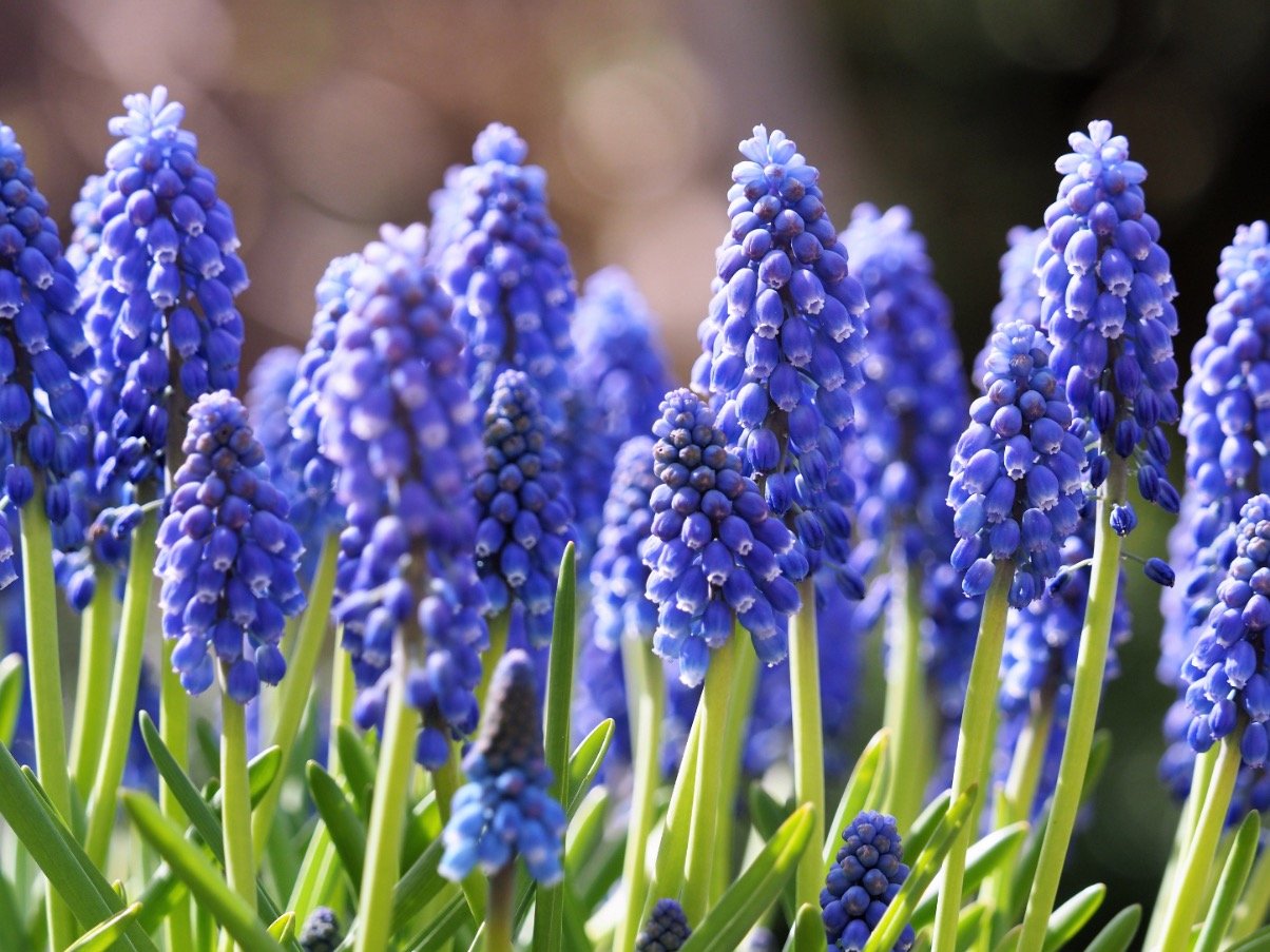 Muscari Armeniacum - 100 stuks - Bloembollen