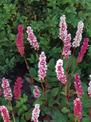 Racine de vipère (Persicaria bistorta 'Darjeeling Red')
