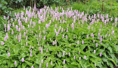 Adderroot (Persicaria bistorta 'Superba')
