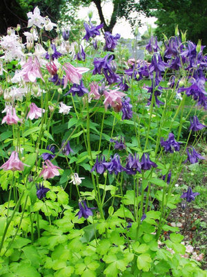Ancolie (Aquilegia 'Biedermeier')