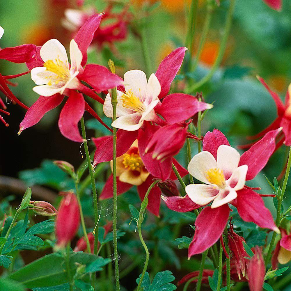 Akelei (Aquilegia 'Crimson Star') - Tuinplanten