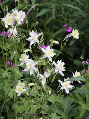 Ancolie (Aquilegia 'Kristall')