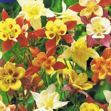 Ancolie (Aquilegia 'Mc Kana Hybrids')
