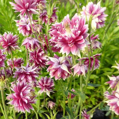 Akelei (Aquilegia 'Nora Barlow') - Tuinplanten