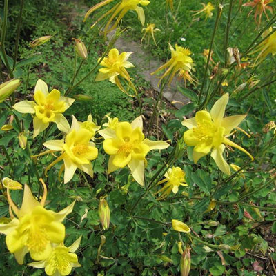 Ancolie (Aquilegia chrysantha 'Yellow Queen')