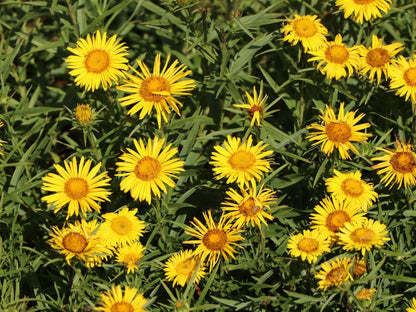 Alant (Inula ensifolia) - Tuinplanten