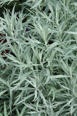 Absinthe (Artemisia ludoviciana 'Silver Queen')