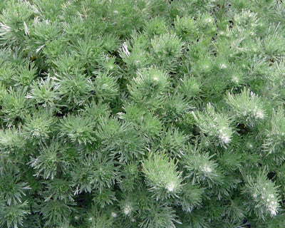 Absinthe (Artemisia schmidtiana 'Nana')