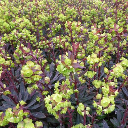 Amandelwolfsmelk (Euphorbia amygd. 'Purpurea') - Tuinplanten