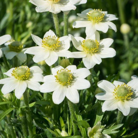 Anemoon (Anemone Annabella 'White') - Tuinplanten