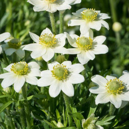 Anemoon (Anemone Annabella 'White') - Tuinplanten