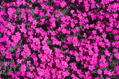 Oeillet (Dianthus grat. 'Badenia') 