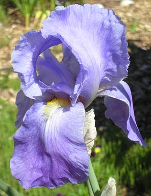 Iris barbu (Iris (G) 'Impératrice des Indes')