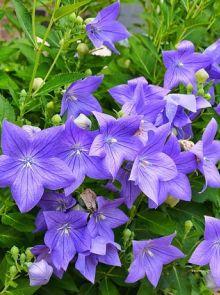 Platycodon (Platycodon grand. 'Mariesii')