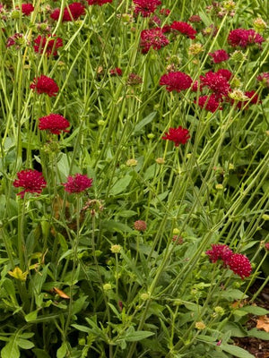 Couronne de prairie (Knautia macedonica)