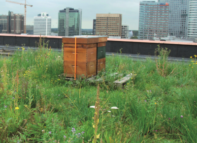 Kit Abeilles et Papillons - 1m²
