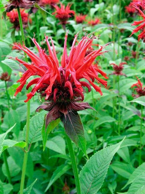 Monarde 'Cambridge Scarlet'