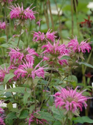 Monarde 'Croftway Pink'