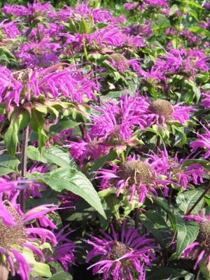 Plante de bergamote (Monarda 'Prärienacht')