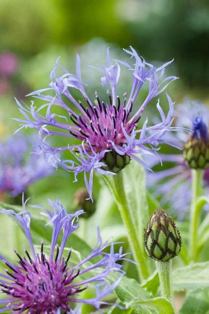 Bergkorenbloem (Centaurea montana) - Tuinplanten