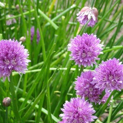 Ciboulette (Allium schoenoprasum)