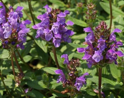 Bijenkorfje (Prunella grandiflora) - Tuinplanten