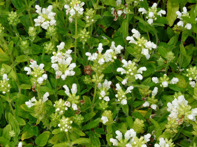 Ruche (Prunella grandiflora 'Alba')