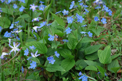 Innocence bleue (Omphalodes verna)