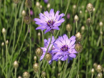 Fleur de paille bleue (Catananche caerulea)