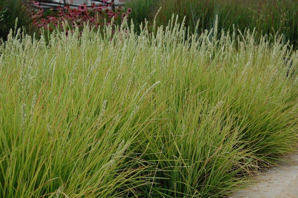 Blauwgras (Sesleria autumnalis) - Tuinplanten