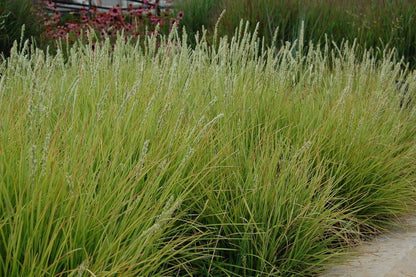 Blauwgras (Sesleria autumnalis) - Tuinplanten