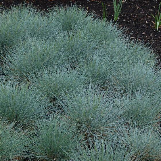Blauw schapengras (Festuca glauca) - Tuinplanten