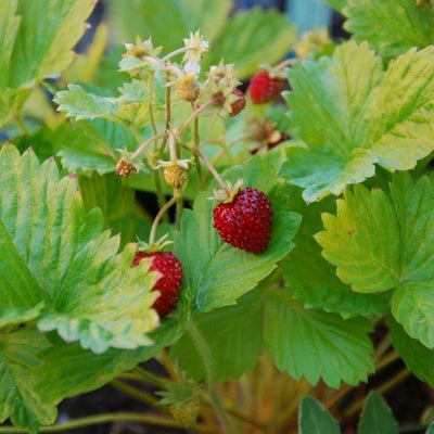 Fraisier des bois (Fragaria vesca 'Alexandria')