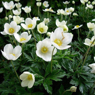 Anémone des bois (Anemone sylvestris)