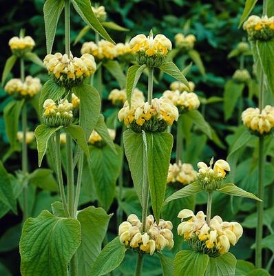 Épilobe de Russie (Phlomis russelania)