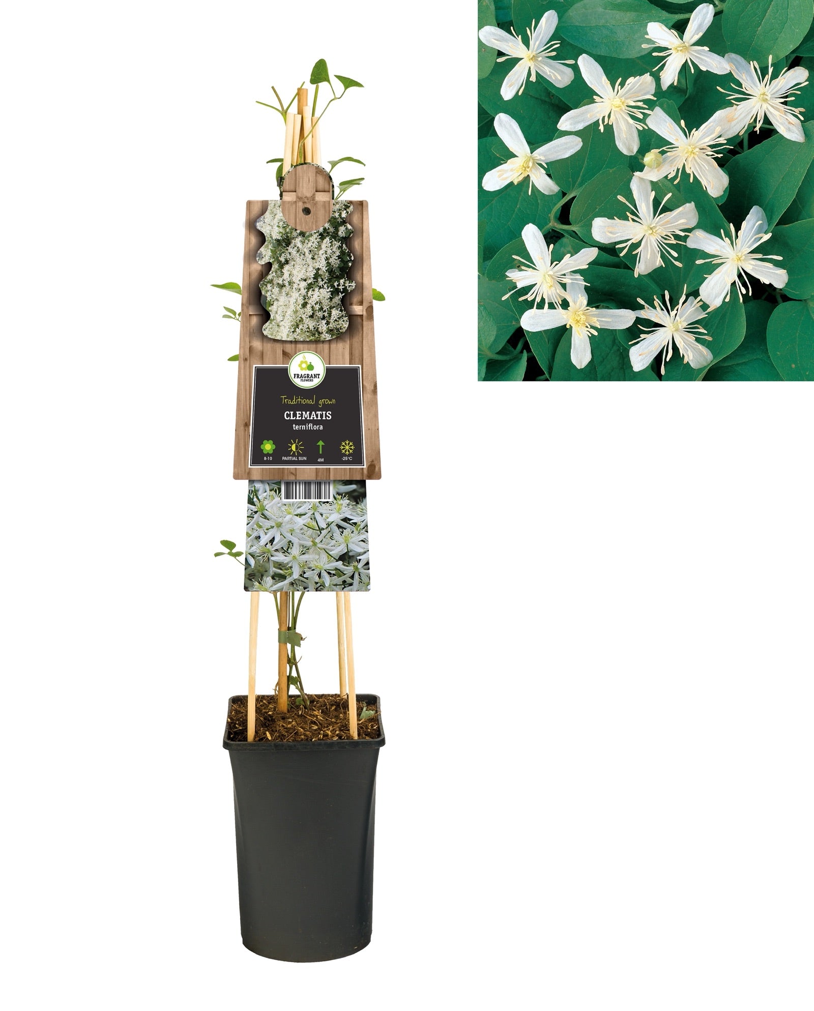 Klimplanten Clematis terniflora (Bosrank) - Klimplanten