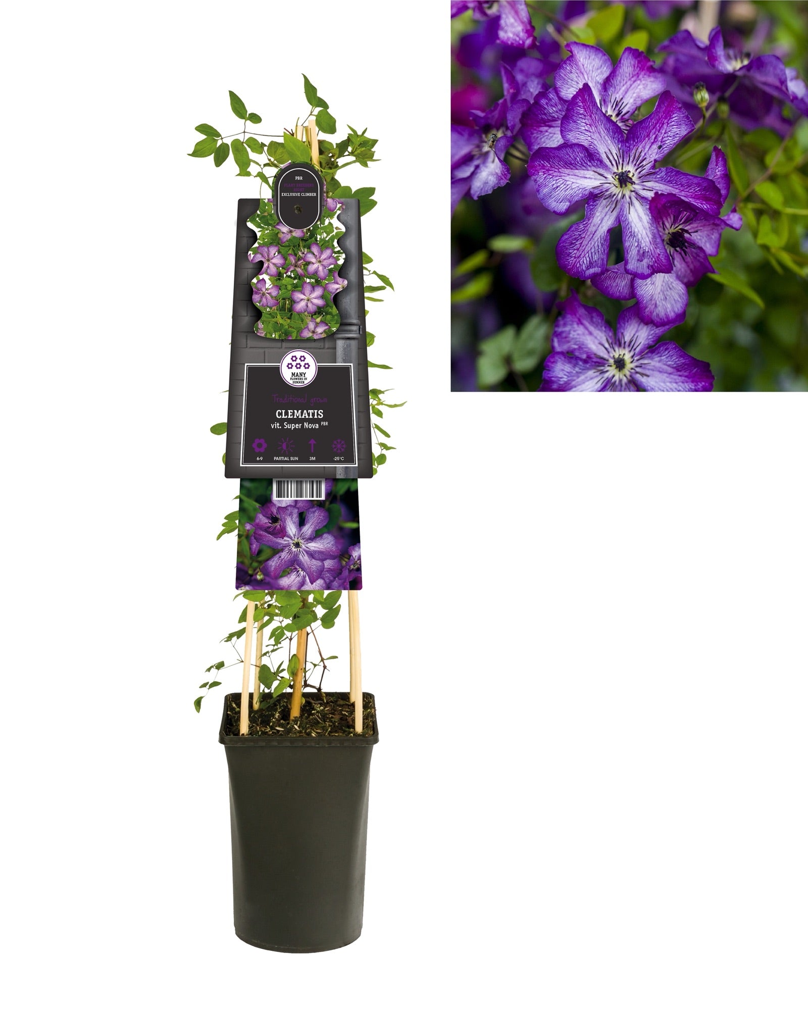 Klimplant Clematis vit. Super Nova PBR (Bosrank) - Klimplanten