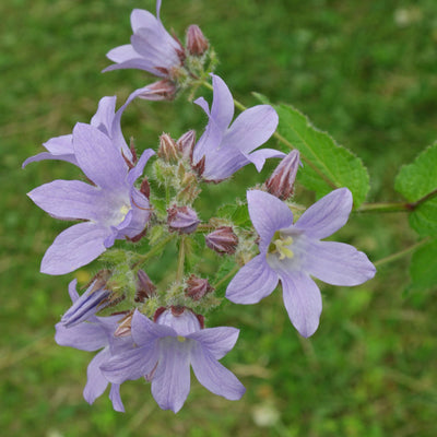Campanule à feuilles de Celtis (Campanula lactiflora 'Prichard Var')
