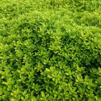 Thym citronné (Thymus citriodorus 'Aureus')