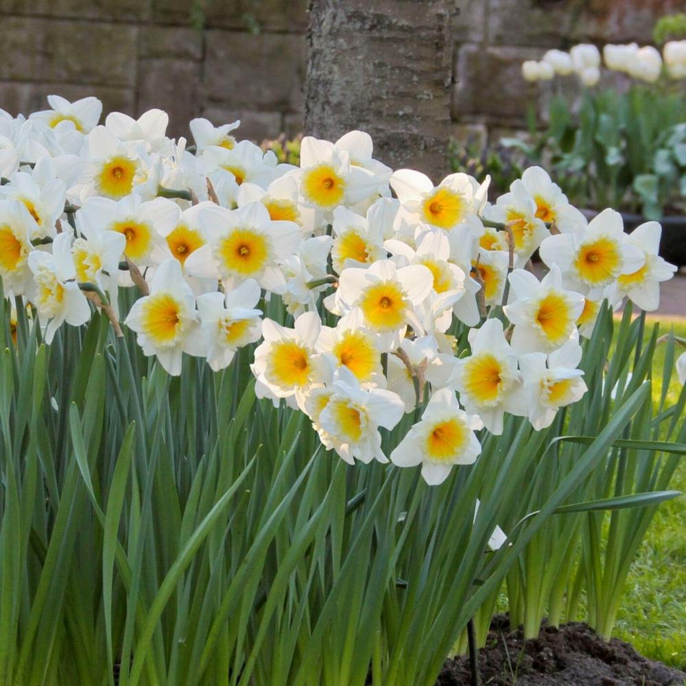 Narcis Ice Follies - 15 stuks - Bloembollen