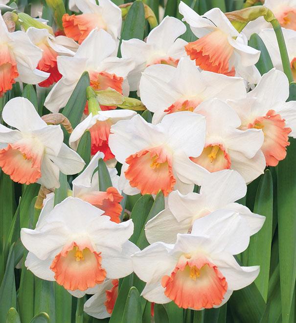 Narcis Salome - 20 stuks - Bloembollen