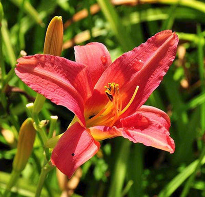 Hémérocalle (Hemerocallis 'Pink Damask')